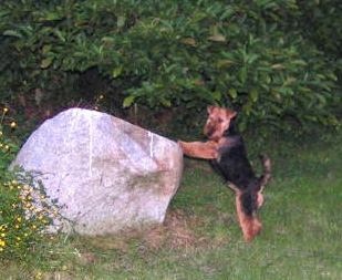 Darwyn Welsh Terrier picture of Haley Darwyn's Carpe Diem