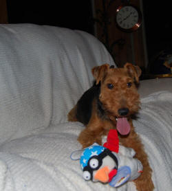 Darwyn Welsh Terrier photo of Haley