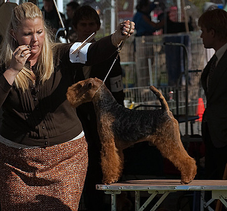 Ch Darwyn's Webslinger (Welsh Terrier Parker)