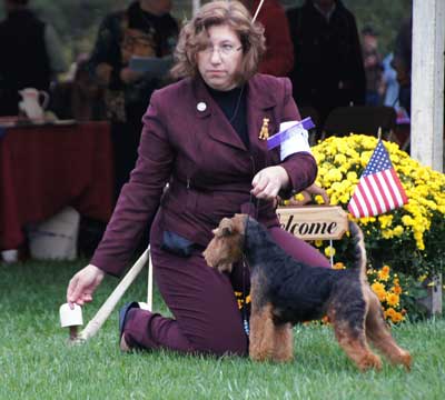 Darwyn Welsh Terriers