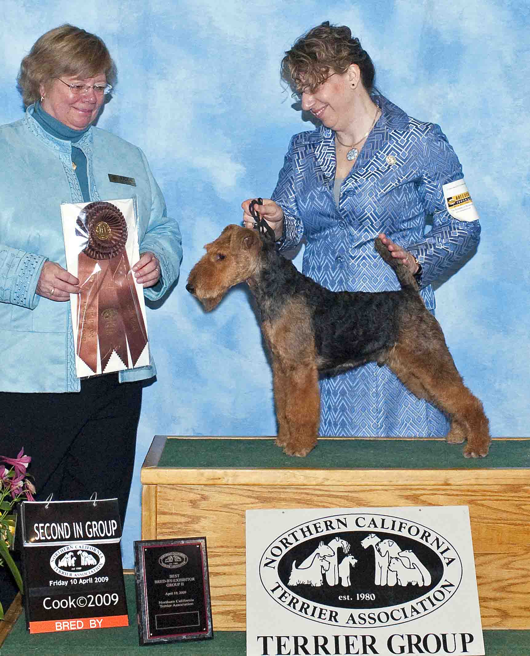 Darwyn Welsh Terriers picture of Ch Darwyn's I'm not arguing That with bred-by group 2 award with Larisa