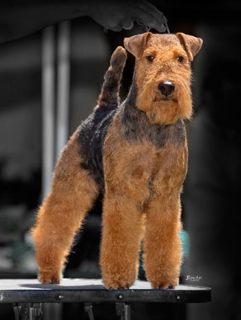 Darwyn Welsh Terriers