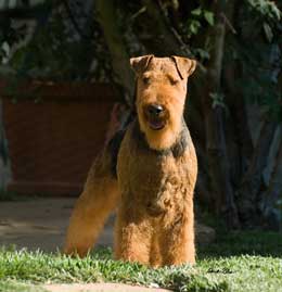 Darwyn Welsh Terriers with Larisa Hotchin