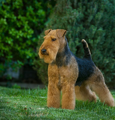 Darwyn Welsh Terriers