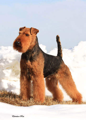 Darwyn Welsh Terriers