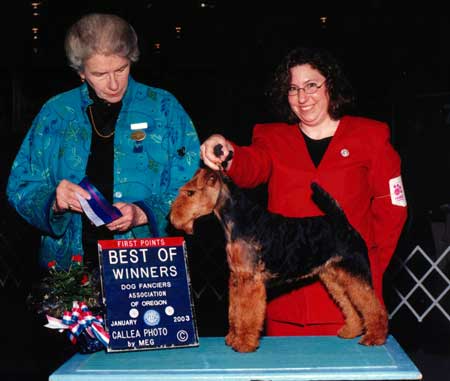 Darwyn Welsh Terriers