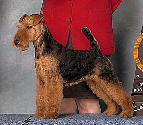 Darwyn Welsh Terriers