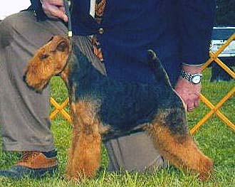 Darwyn Welsh Terriers