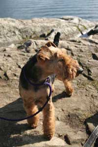 Darwyn Welsh Terriers