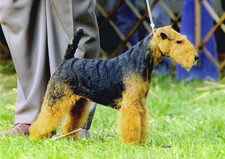 Darwyn Welsh Terriers