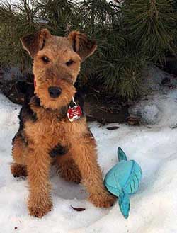 Darwyn Welsh Terriers