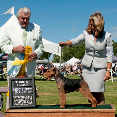 Darwyn Welsh Terriers