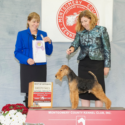 Darwyn Welsh Terriers