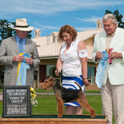 Darwyn Welsh Terriers