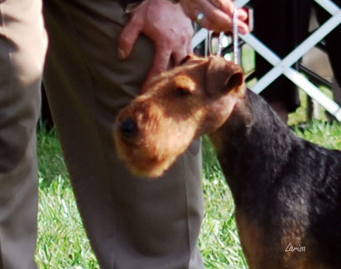 Darwyn Welsh Terriers