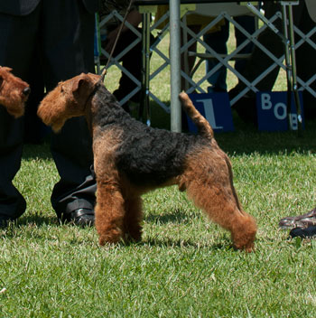 Darwyn Welsh Terriers