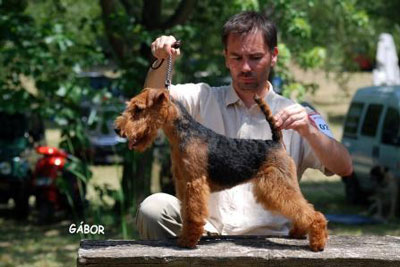 Darwyn Welsh Terriers