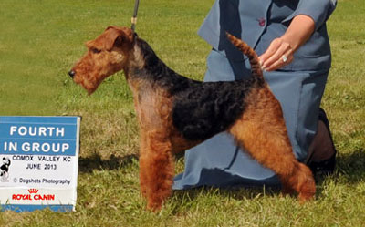 Darwyn Welsh Terriers