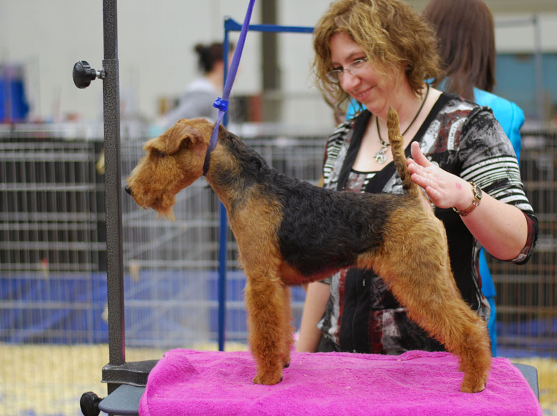 Darwyn Welsh Terriers