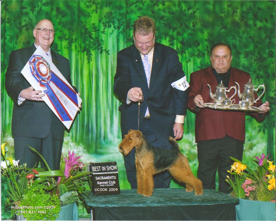 Darwyn Welsh Terriers picture of Ch Sanherpinc Paisa with BIS award