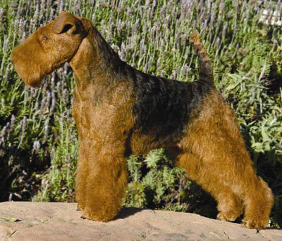 Darwyn Welsh Terriers