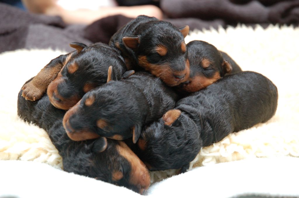 Darwyn Welsh Terriers picture of week old puppies