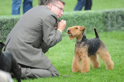 Darwyn Welsh Terriers