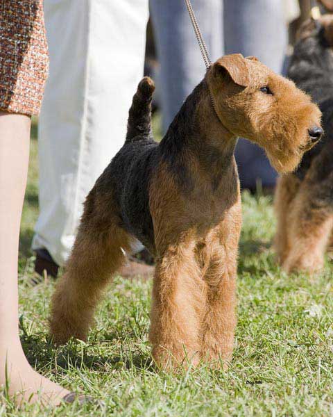 Darwyn Welsh Terriers