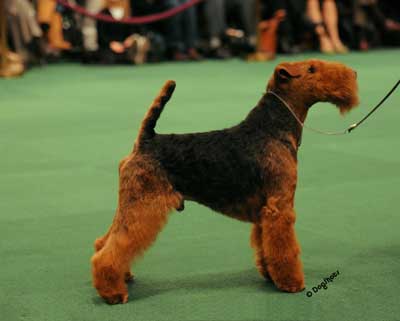 Darwyn Welsh Terriers