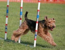 Darwyn Welsh Terriers picture of Dylan doing agility - weave poles