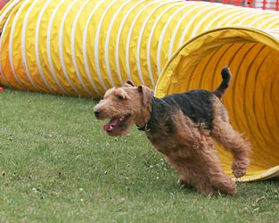 Darwyn Welsh Terriers picture of Dylan doing agility tunnel