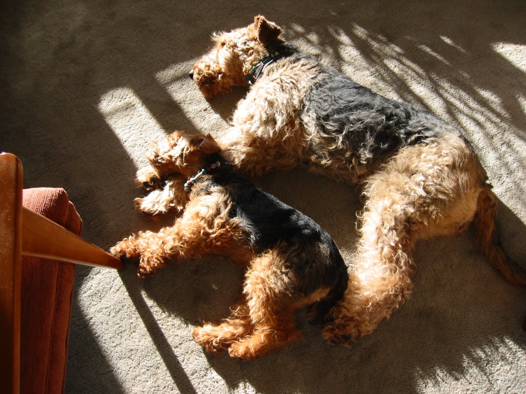 Darwyn Welsh Terriers picture of Dylan Welsh Terrier and Annie Airedale lying together