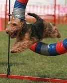 Darwyn Welsh Terriers picture of Dylan doing agility tire jump