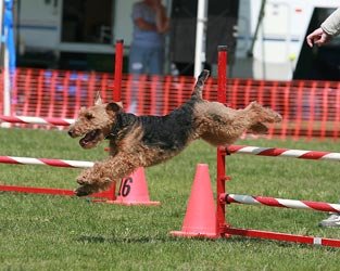 Darwyn Welsh Terriers picture of Dylan doing agility doing jumps