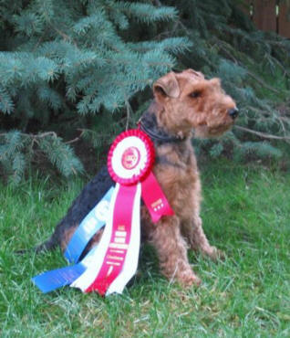 Darwyn Welsh Terriers picture of Dylan with obedience award