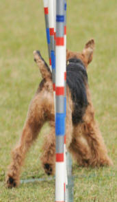 Darwyn Welsh Terriers picture of Dylan doing agility - weave poles