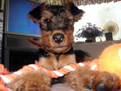 Darwyn Welsh Terriers