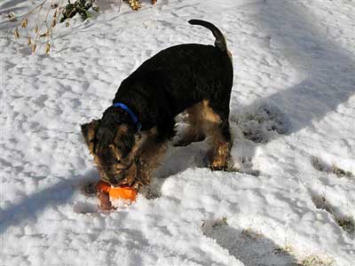 Darwyn Welsh Terriers