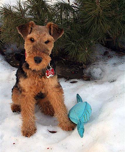 Darwyn Welsh Terriers