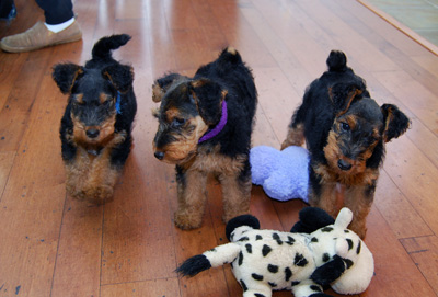 Darwyn Welsh Terriers