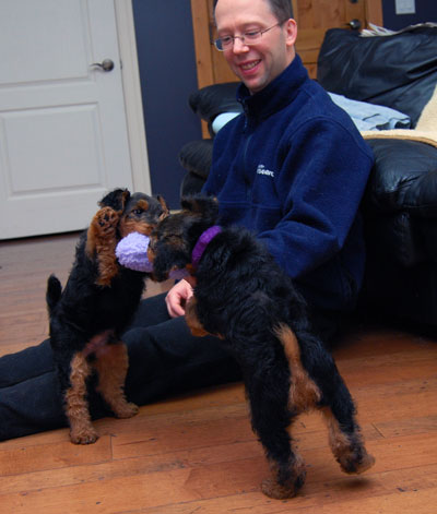 Darwyn Welsh Terriers