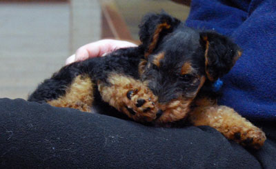 Darwyn Welsh Terriers