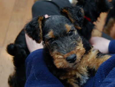 Darwyn Welsh Terriers