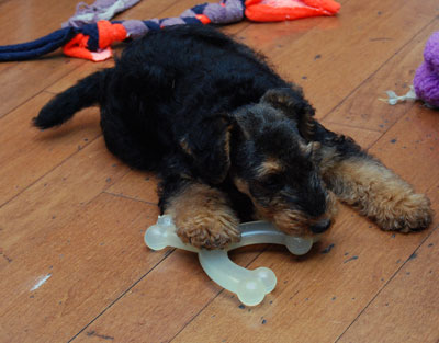 Darwyn Welsh Terriers