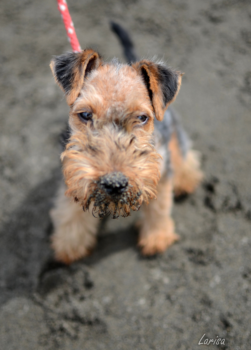 Darwyn Welsh Terriers