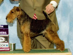 Darwyn Welsh Terriers