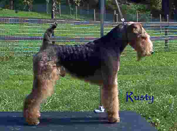 Ch Darwyn Mister Debonaire (Rusty) Darwyn Welsh Terriers picture of Darwyn Mister Debonaire