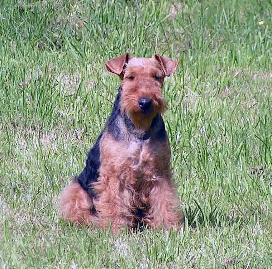 Darwyn Welsh Terrier