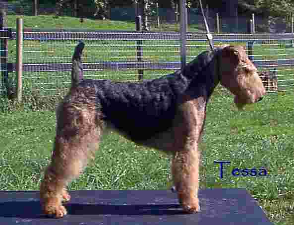 Darwyn Welsh Terrier picture of Ch Darwyn's Dangerous Liaison