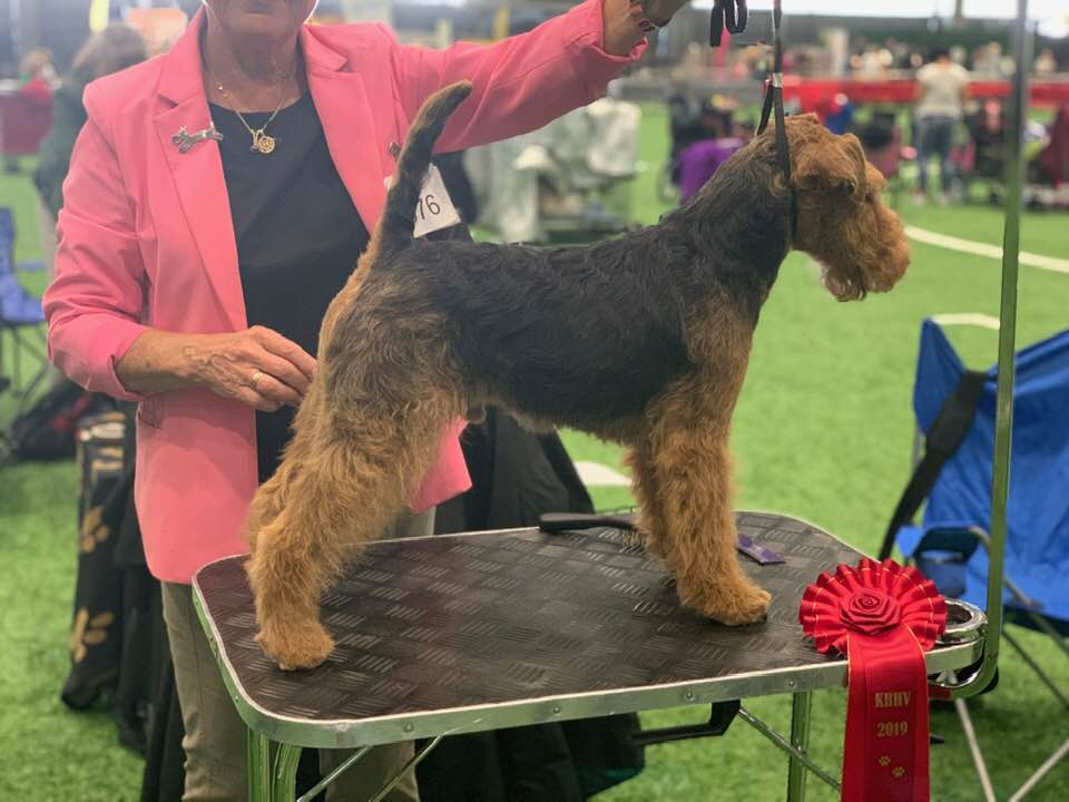 Darwyn Welsh Terriers